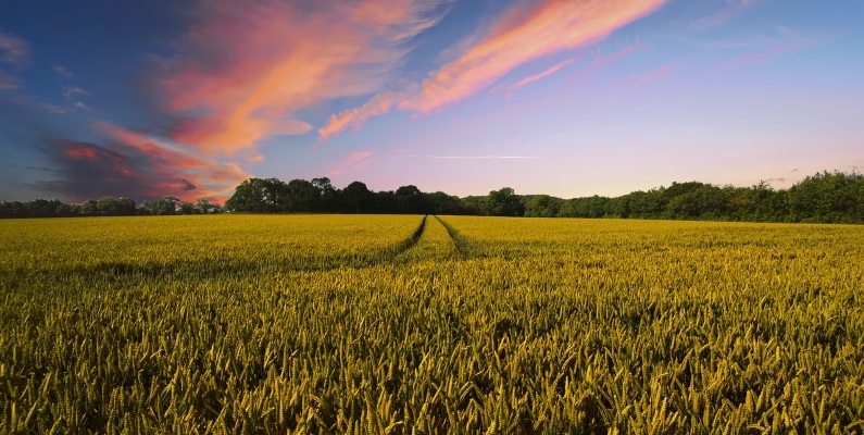 Gorgeous Farmland